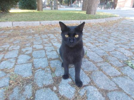 La mirada del gato negro.