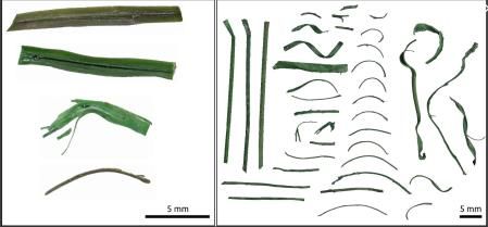 Muestras de fragmentos de césped artificial encontradas en el el estudio  .