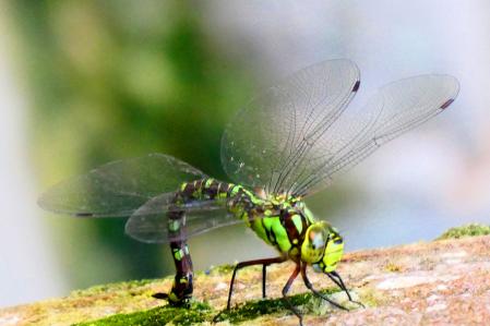 Libélula Aeshna Cyanea en el Monestir de Pedralbes