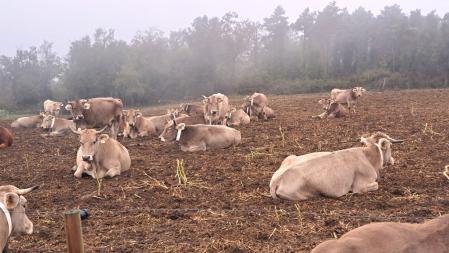 El bucólico Lluçanès en Els Munts.