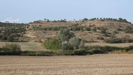 La solución al Reto visual del aguilucho.