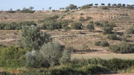 La solución al Reto visual del aguilucho.