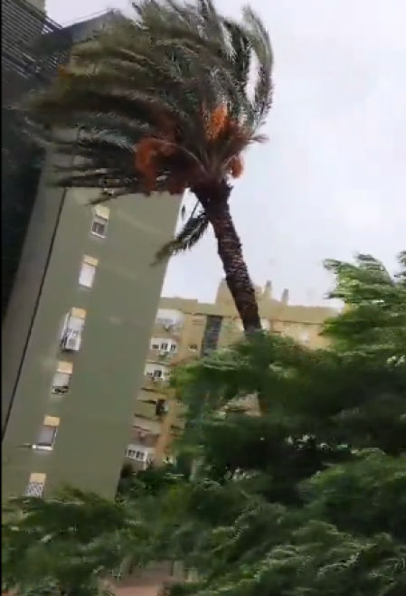 La palmera se inclina por el viento