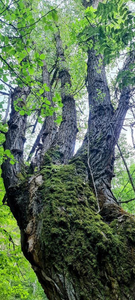 Árbol con forma de mano.
