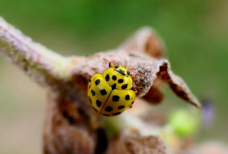 Mariquita de 22 puntos.