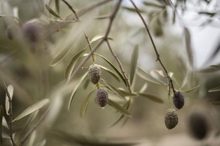 Parte de la cosecha de aceituna ha estado afectada por la falta de agua, con frutos más pequeños