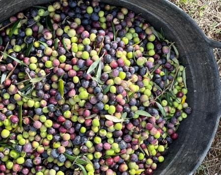 Recogida de aceitunas arbequinas.