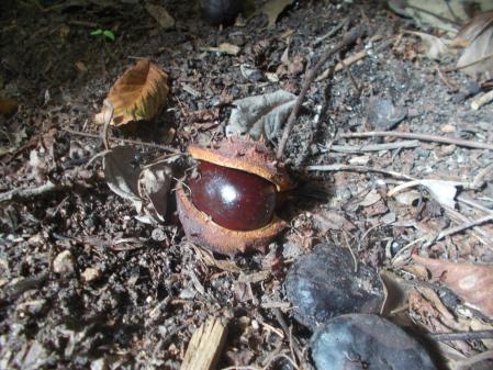 Castaña caída del árbol.