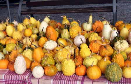 Calabazas expuestas en XII Fira de la Carbassa a Sant Joan de les Abadesses.
