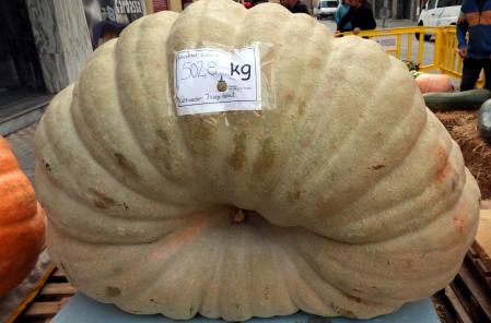 Primer premio de la XII Fira de la Carbassa a Sant Joan de les Abadesses.