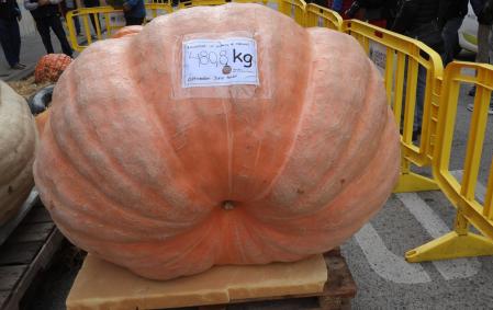 Segundo premio del concurso de la XII Fira de la Carbassa a Sant Joan de les Abadesses.