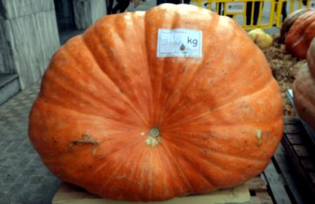 Tercer premio de la XII Fira de la Carbassa a Sant Joan de les Abadesses.