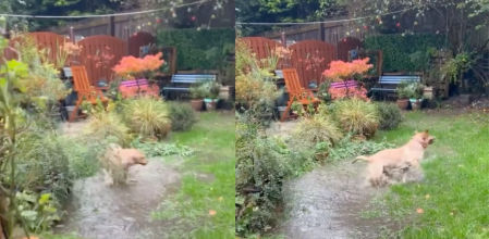 Un golden retriever pierde la cabeza y convierte su jardín en una 'pool party'