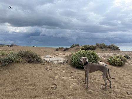 Perro disfrutando de la playa.