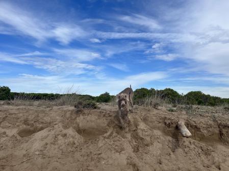 Perro disfrutando de la playa.