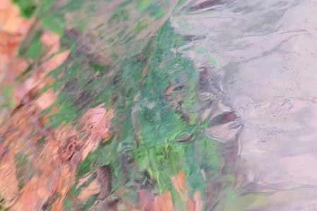 Árboles movidos por el viento de otoño.