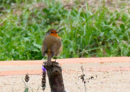 Petirrojo en el monasterio de Pedralbes.