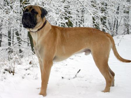 Los Bullmastiff son unos perros leales.