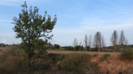 Reto visual: ¿Eres capaz de ver a los tres pájaros?