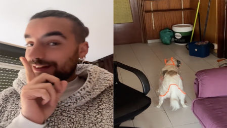 El animal permanece inmóvil, algo que suelen hacer los perros en circunstancias similares