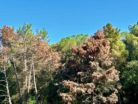 Árboles afectados por la sequía en Sant Celoni.
