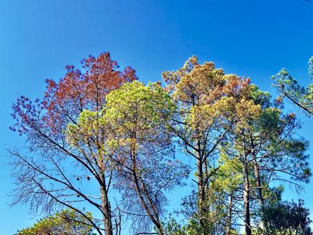 Árboles afectados por la sequía en Sant Celoni.