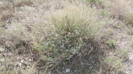 Reto visual: ¿Dónde está la mariposa?