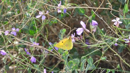 La mariposa colias de Berger que estamos buscando.
