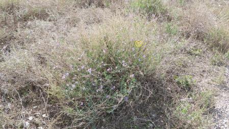 La solución al Reto, con la posición de la mariposa señalizada.