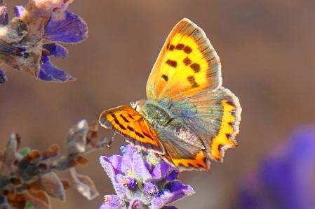 Hembra de mariposa manto bicolor (Lycaena phlaeas) posada en una flor de lavanda.