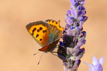 La mariposa manto bicolor (Lycaena phlaeas).