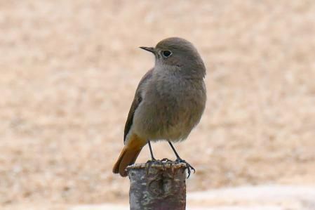Mosquitero común en el huerto del monasterio de Pedralbes.