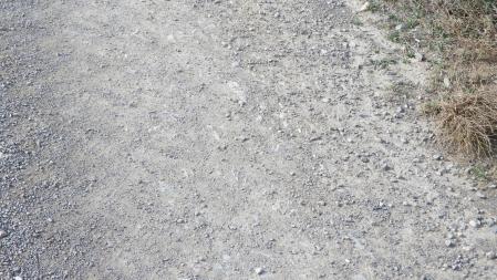 Reto visual: ¿En qué lugar de la foto está la mariposa?