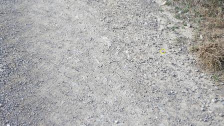 La solución al Reto visual de la mariposa.