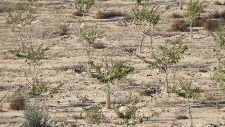 Campo nueva plantación de almendros.