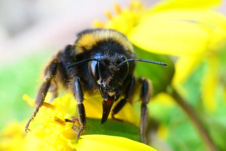 Reina Bombus en el monasterio de Pedralbes.