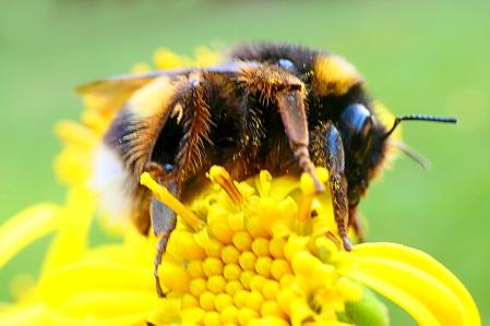 Reina Bombus en el monasterio de Pedralbes.