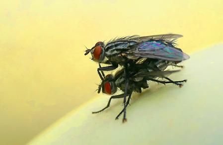 Apareamiento de las moscas.