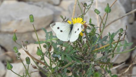 La blanquita de la col que buscamos, en detalle.