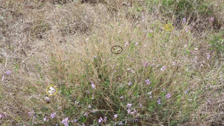 Solución al Reto visual de las mariposas.