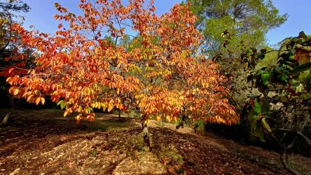 Palo santo en otoño, en Vacarisses.