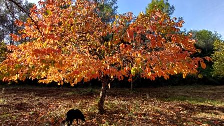 Palo santo en otoño, en Vacarisses.