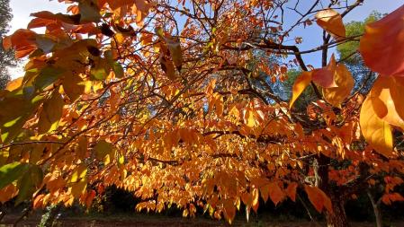 Palo santo en otoño, en Vacarisses.