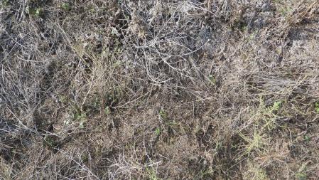 Reto visual: ¿Dónde está la oruga?