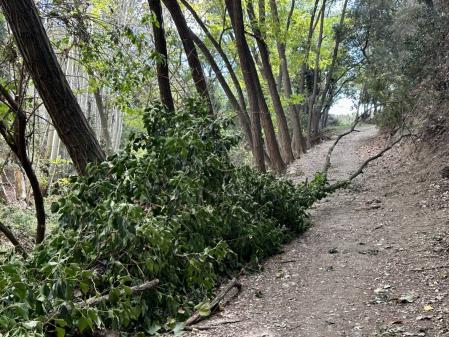 Ramas caídas en el camino en Santa Maria de Palautordera.