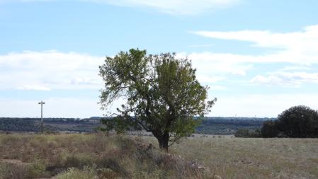 Reto visual: ¿Dónde está el pájaro que buscamos?