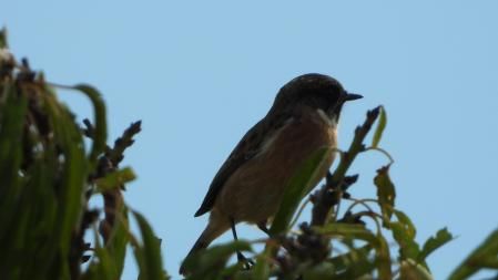 La tarabilla europea, en detalle.