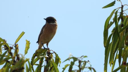 La tarabilla europea, en detalle.