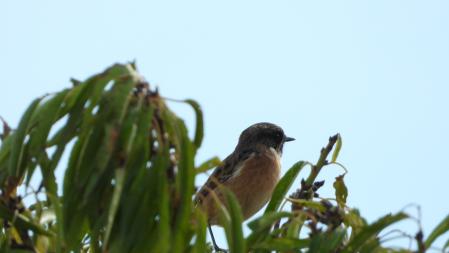 La tarabilla europea, en detalle.