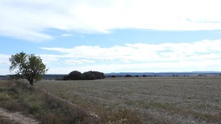 Solución al Reto visual de la tarabilla europea.